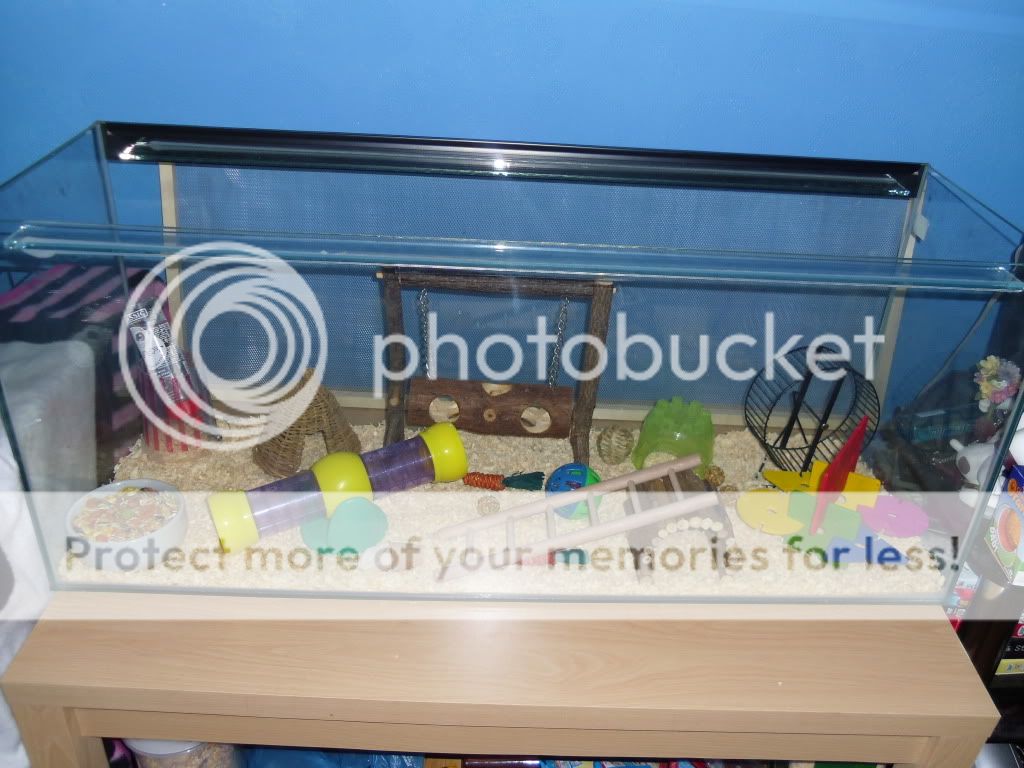 My baby mice D Pet Mice Forum