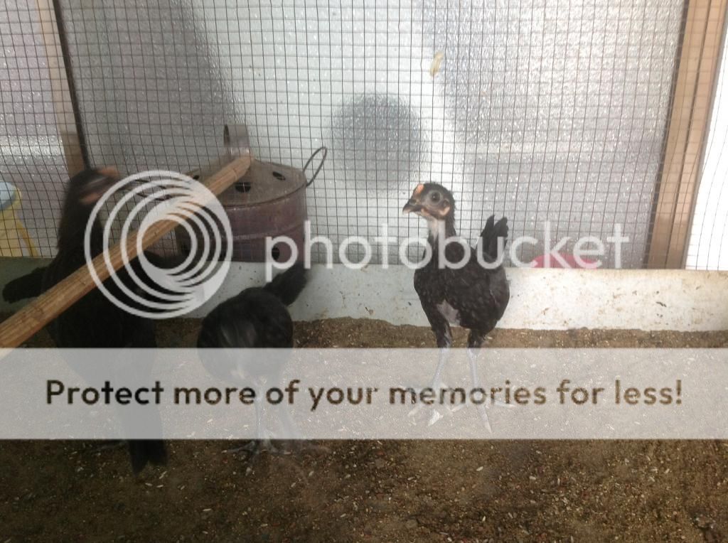 Ban mot so ga con peru rac ,cha me rac dong navajeros - 2