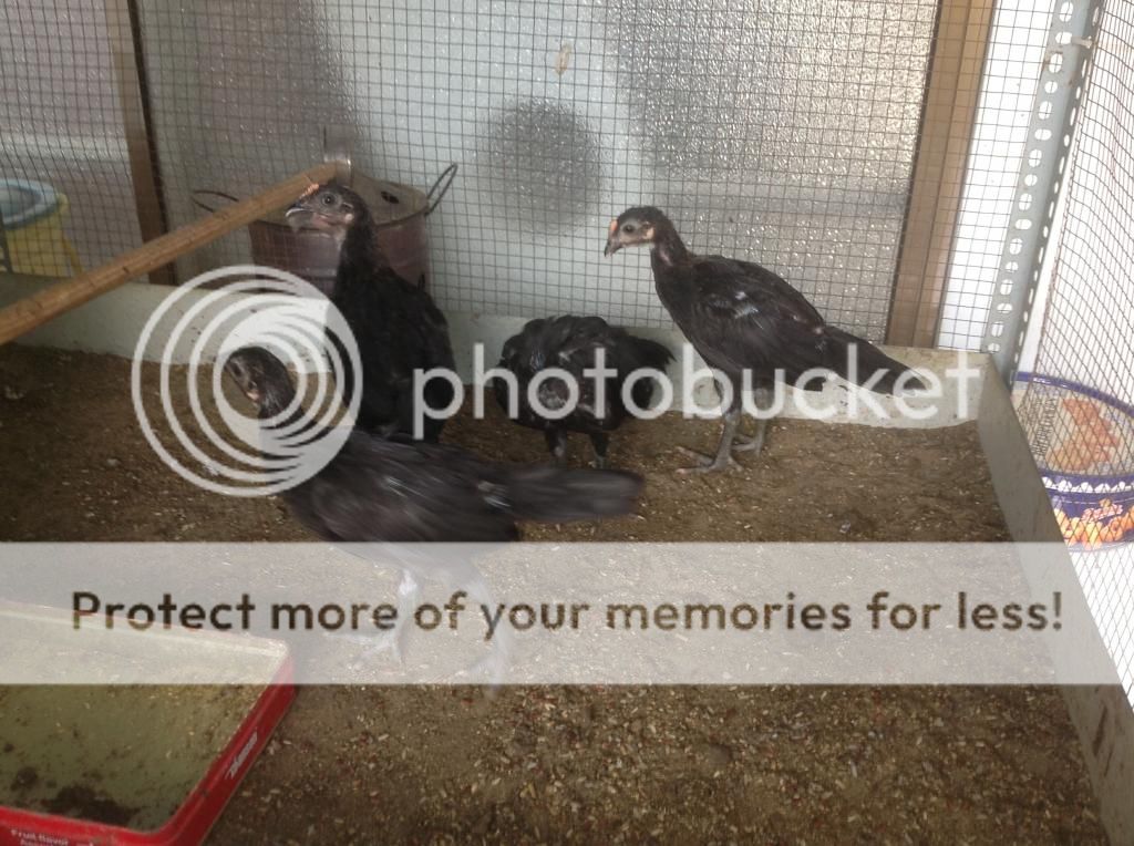 Ban mot so ga con peru rac ,cha me rac dong navajeros - 1