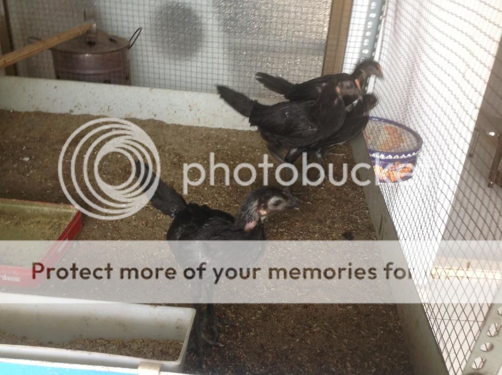 Ban mot so ga con peru rac ,cha me rac dong navajeros