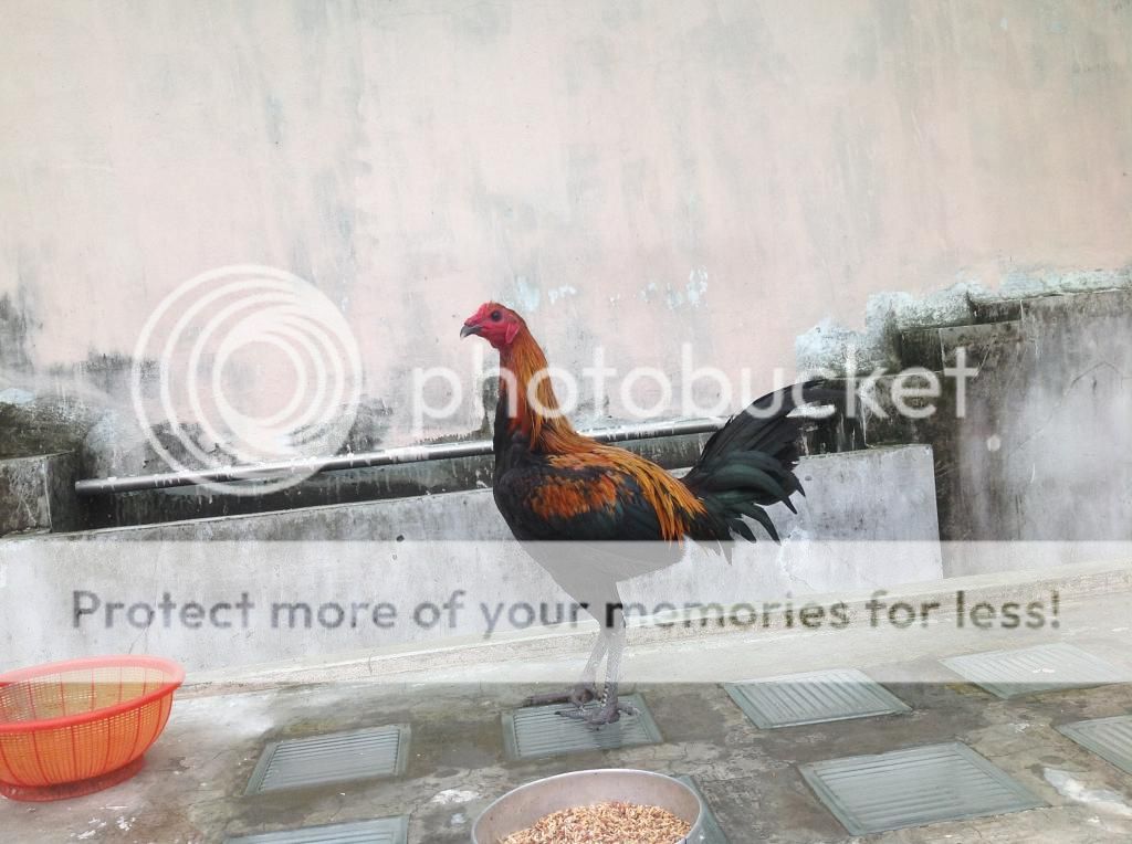 Ban ga con peru 1 va 2 thang tuoi dong navajeros - 4