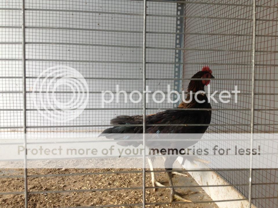 BAN GA PERU RAC DU MOI LUA TUOI - 17