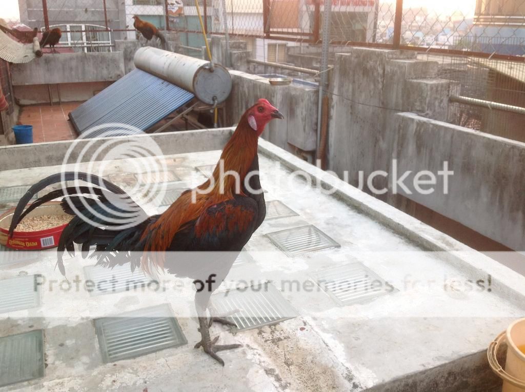 Ban ga con peru 1 va 2 thang tuoi dong navajeros - 5