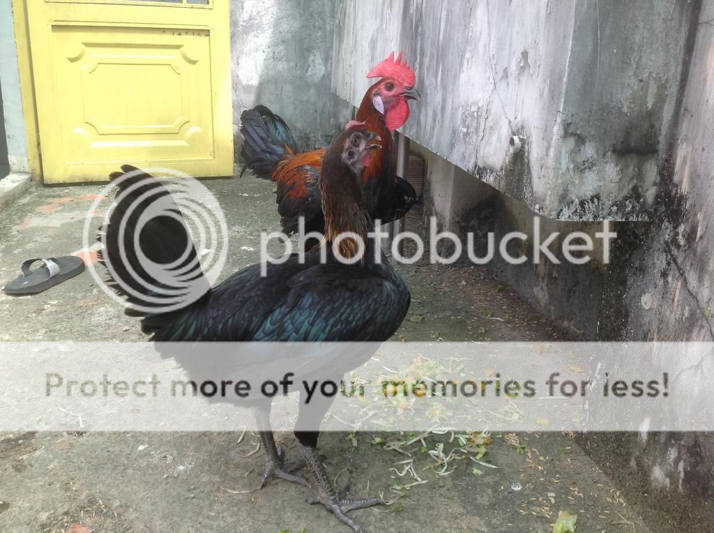 Ban ga con peru 1 va 2 thang tuoi dong navajeros - 6