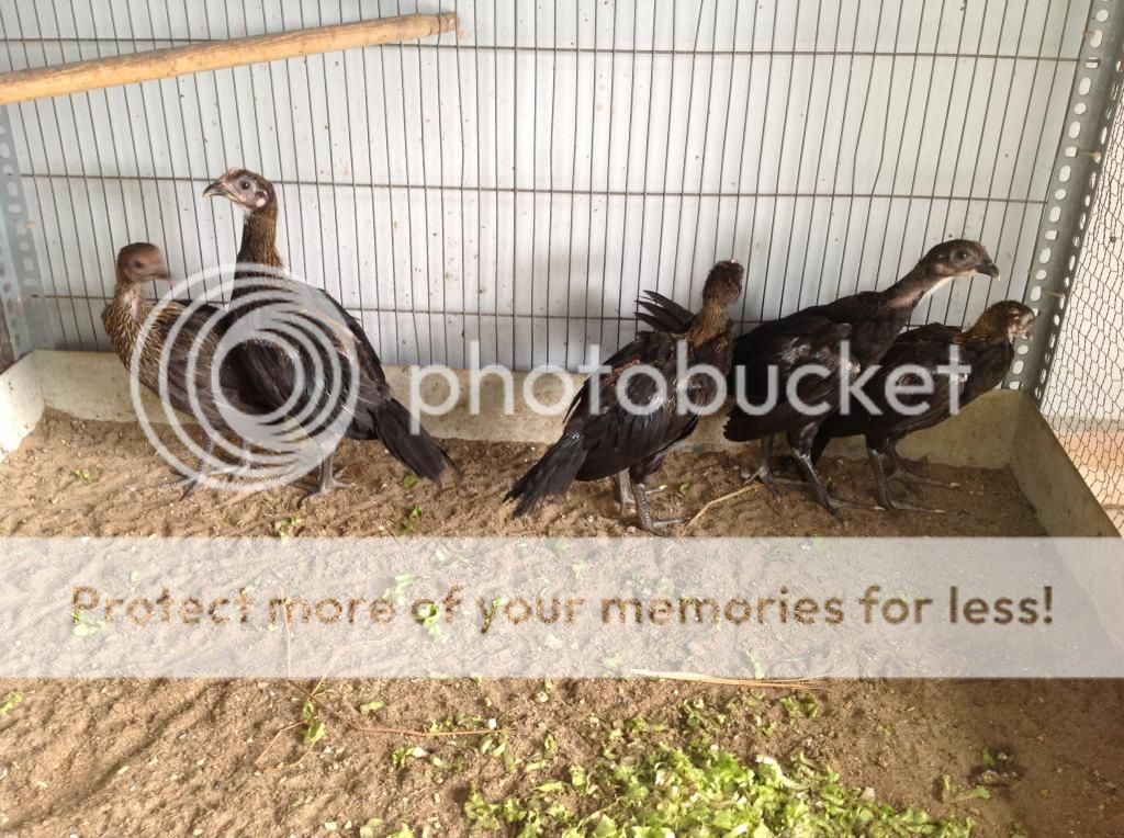 Ban ga con peru 1 va 2 thang tuoi dong navajeros