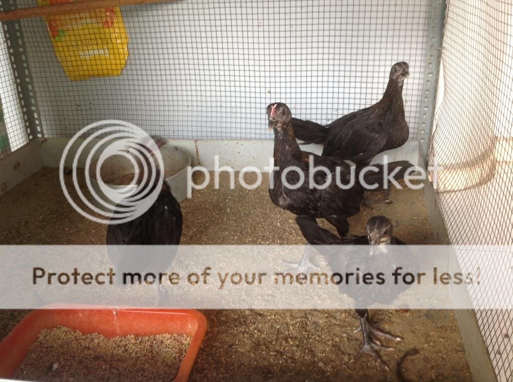 Ban ga con peru 1 va 2 thang tuoi dong navajeros - 1