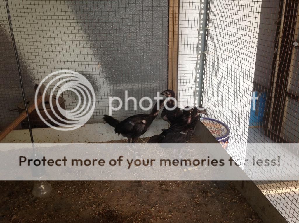 Ban ga con peru 1 va 2 thang tuoi dong navajeros - 3