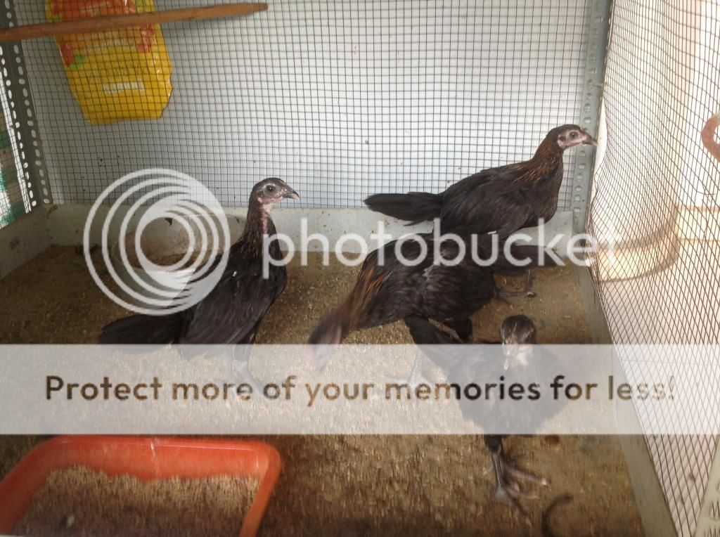 Ban ga con peru 1 va 2 thang tuoi dong navajeros - 2