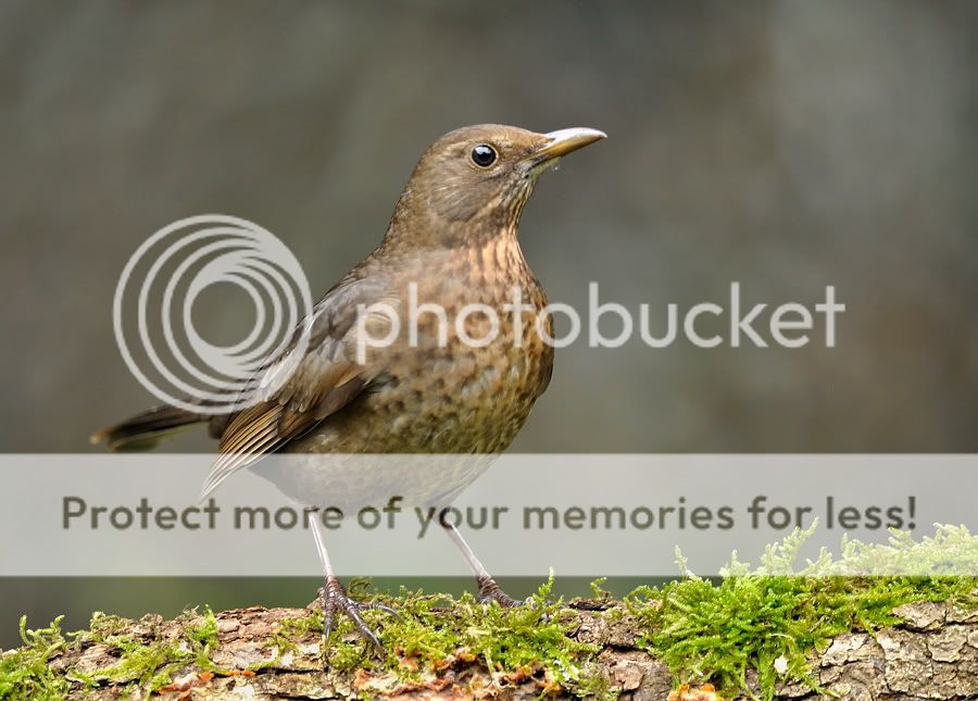 Fotografie