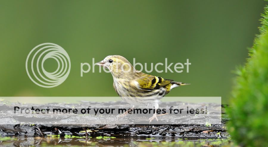 Fotografie