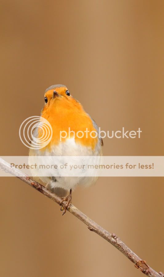 Fotografie