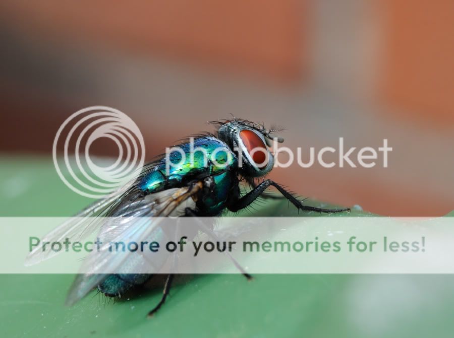 Fotografie