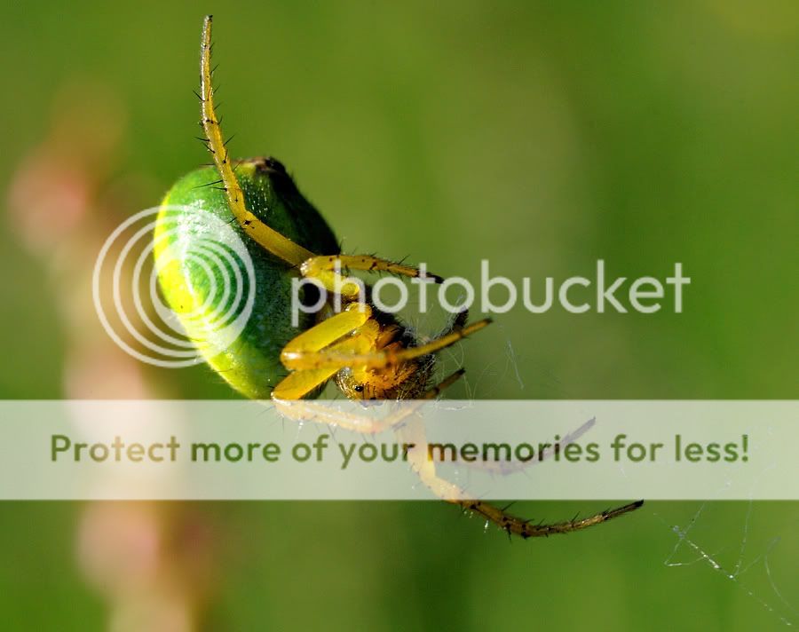 Fotografie