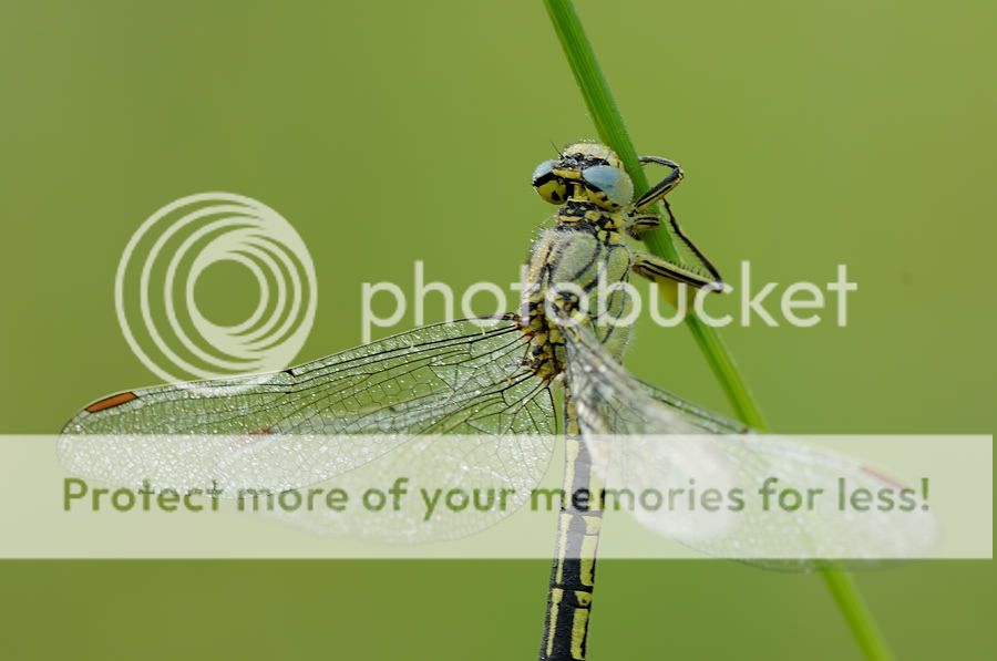 Fotografie