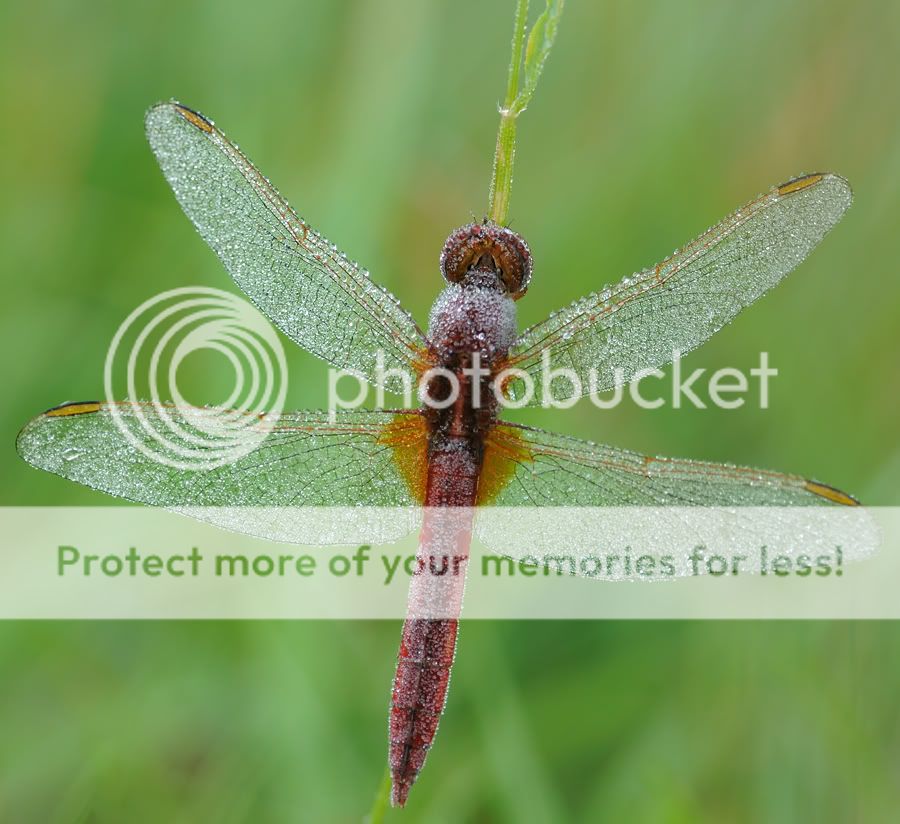 Fotografie