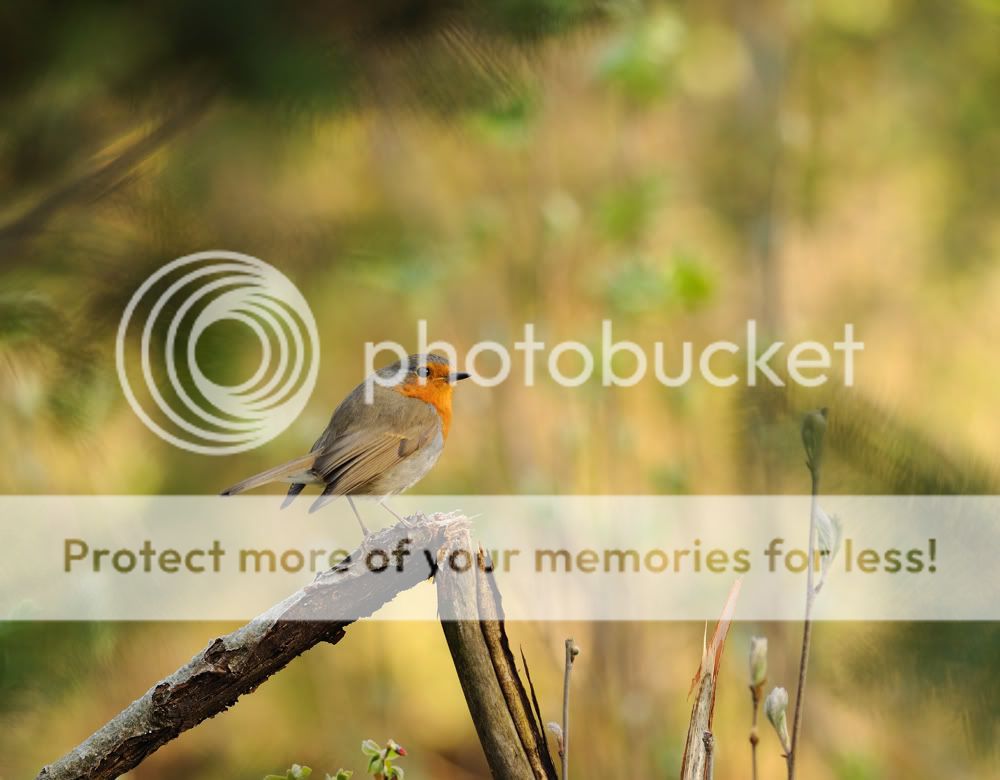 Fotografie