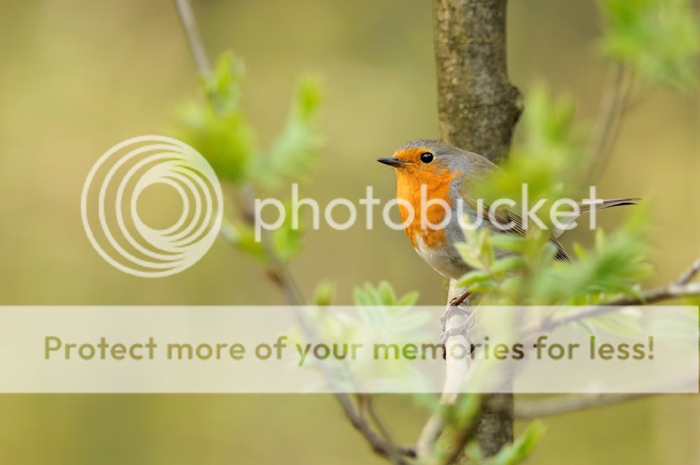 Fotografie