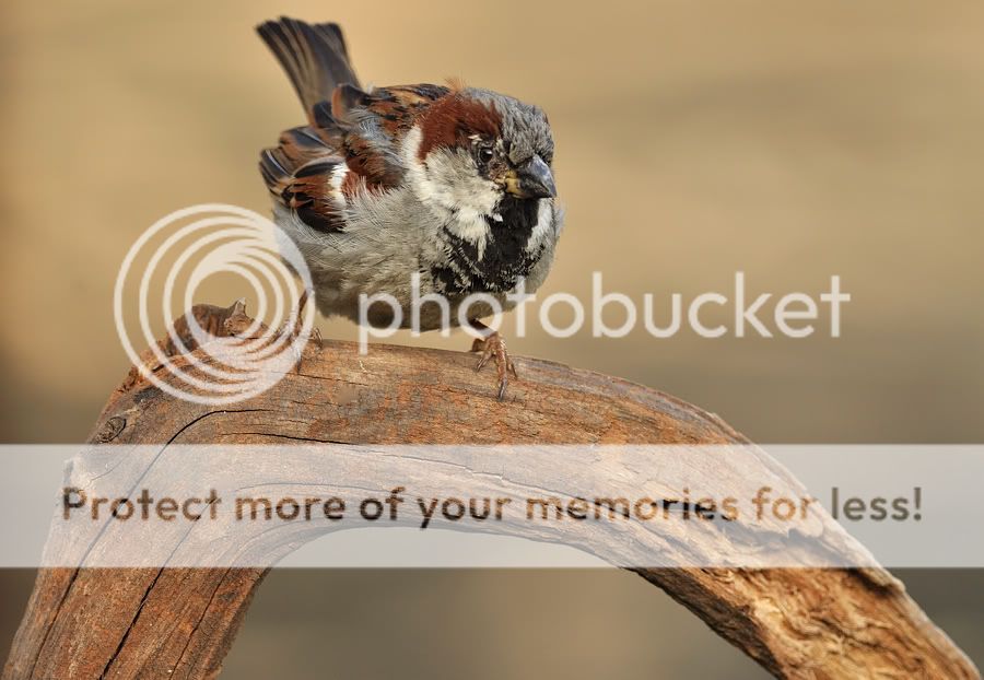 Fotografie