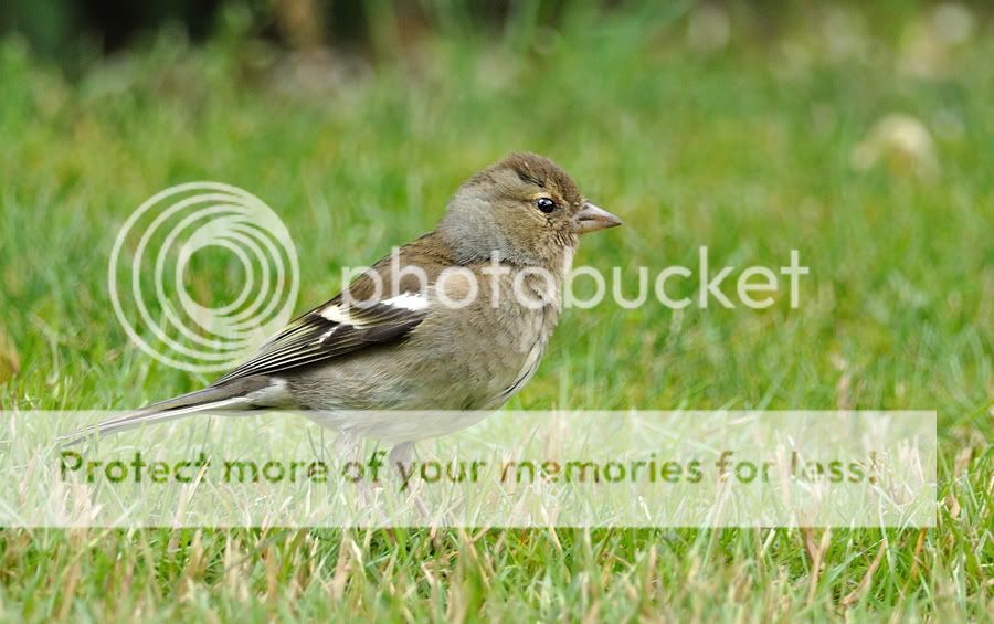 Fotografie
