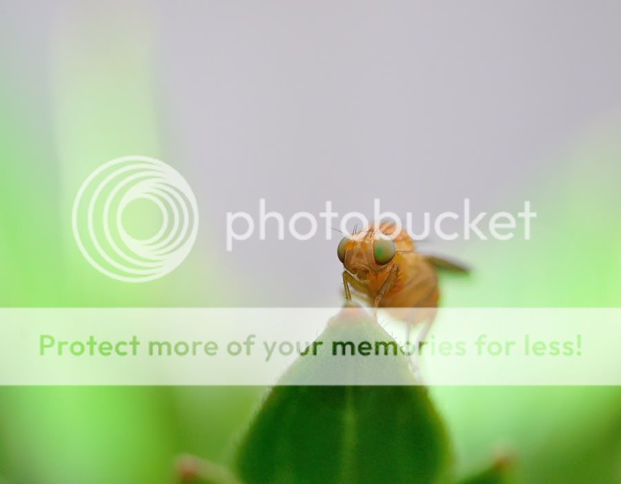 Fotografie