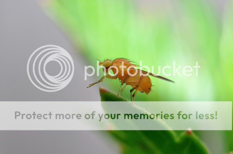 Fotografie