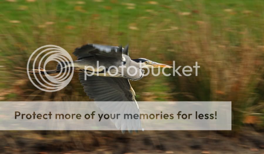 Fotografie