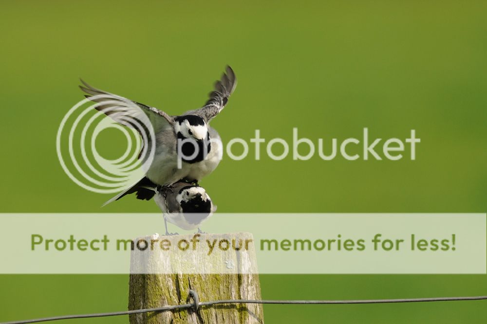Fotografie