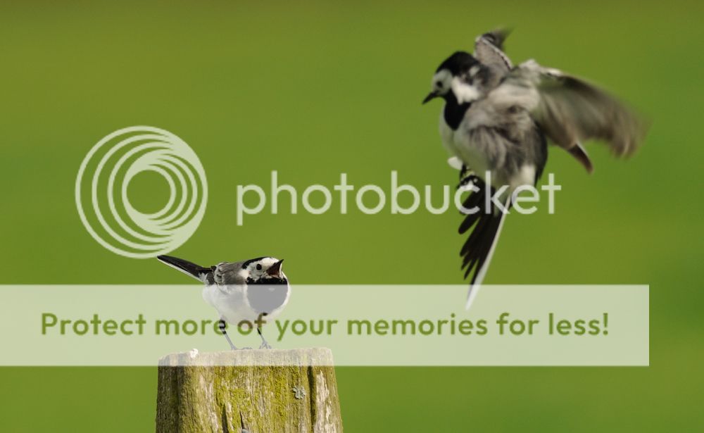 Fotografie
