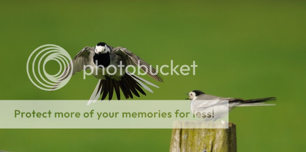 Fotografie