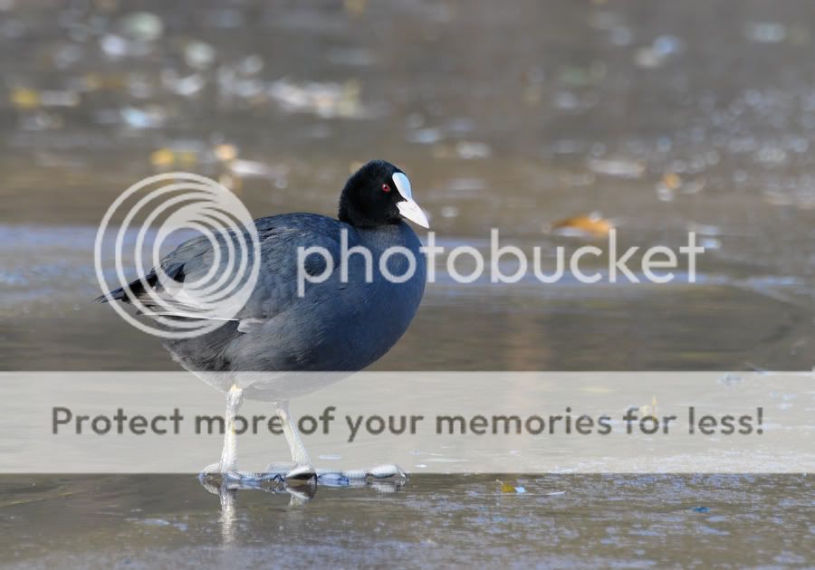Fotografie