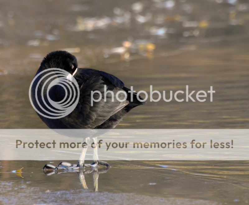 Fotografie