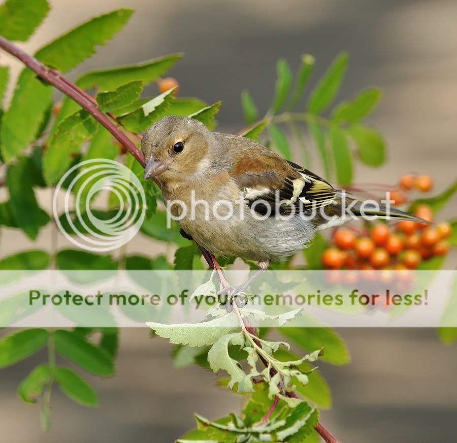 Fotografie