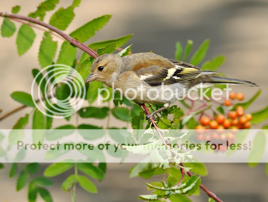 Fotografie