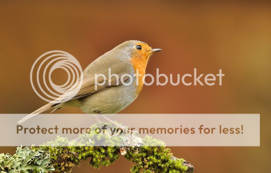 Fotografie