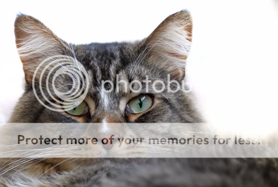 Fotografie