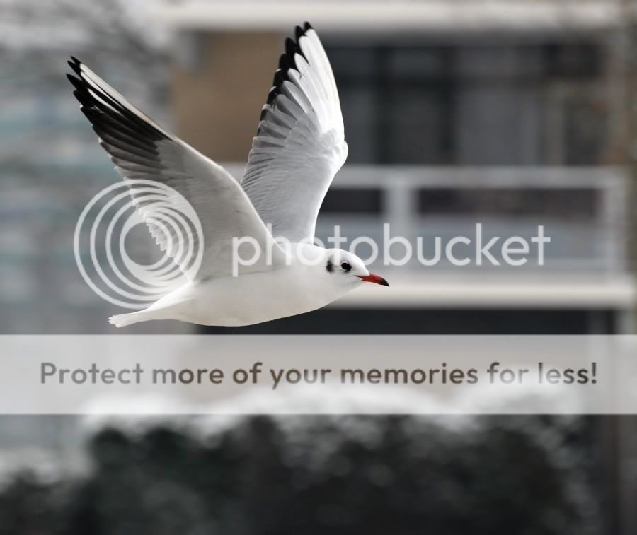 Fotografie