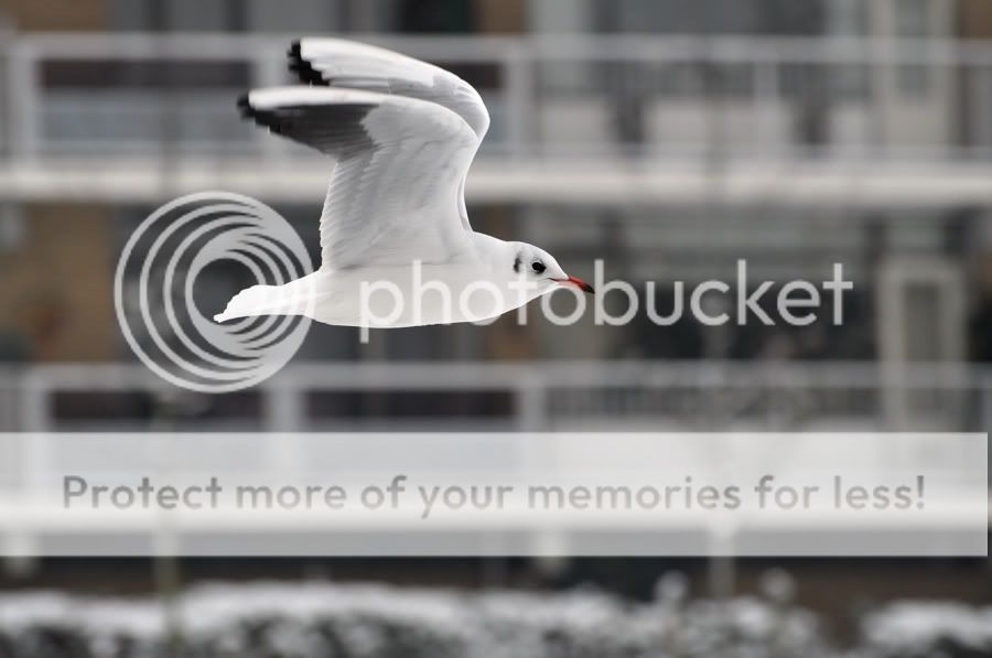 Fotografie