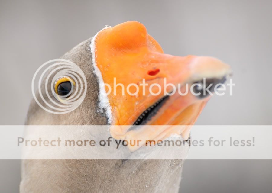 Fotografie