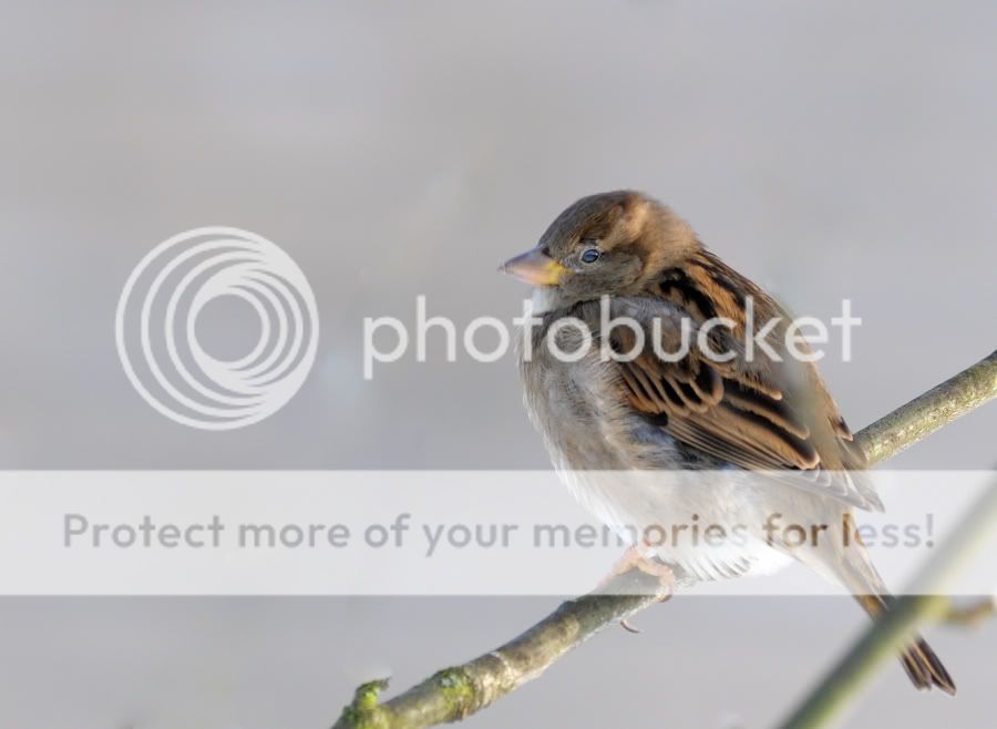 Fotografie