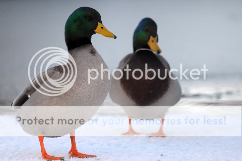 Fotografie
