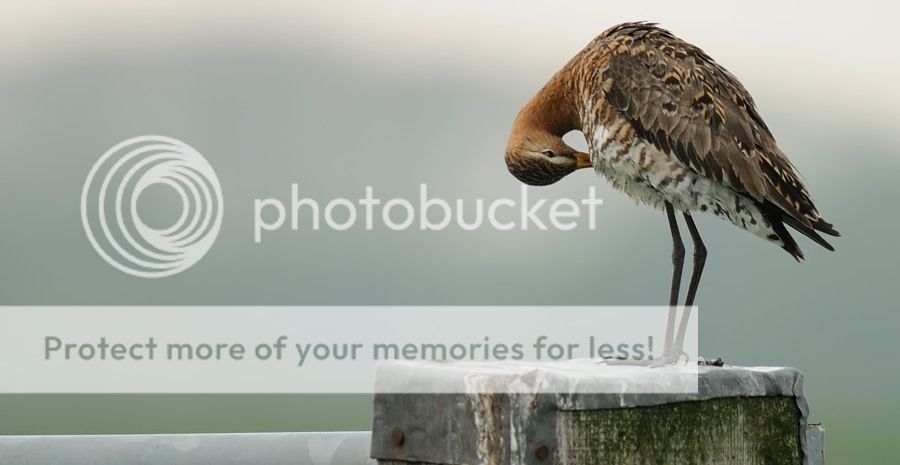 Fotografie