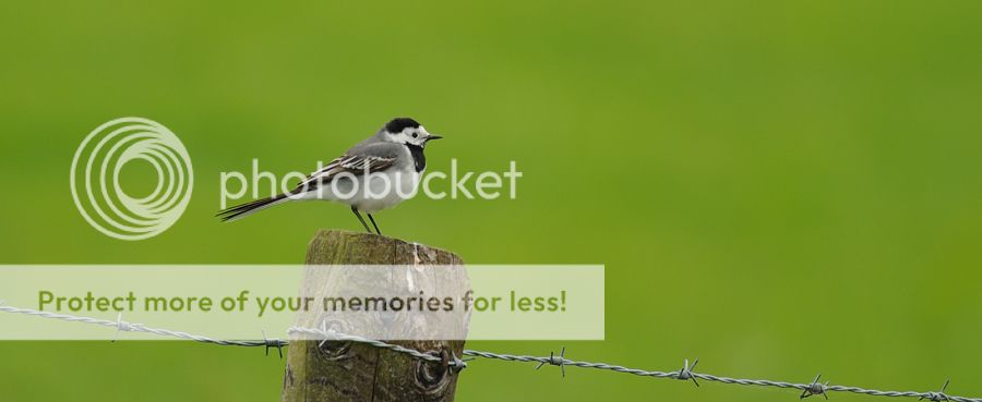 Fotografie