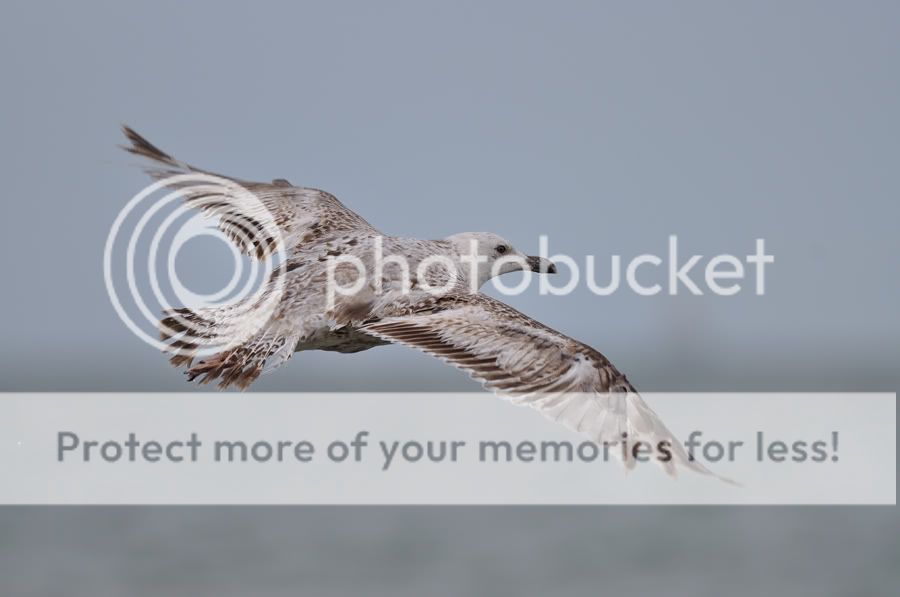 Fotografie