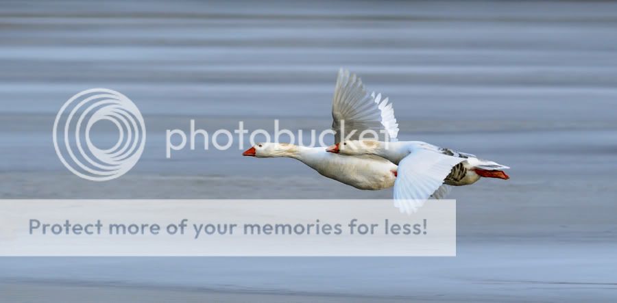 Fotografie