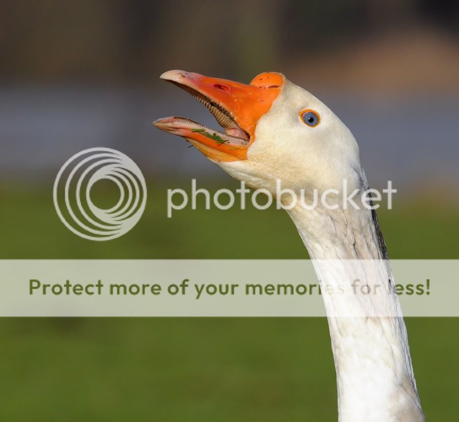 Fotografie
