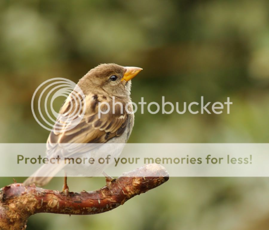 Fotografie