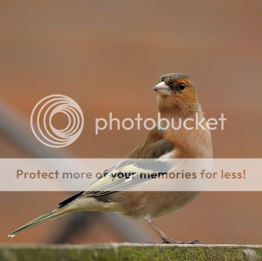 Fotografie