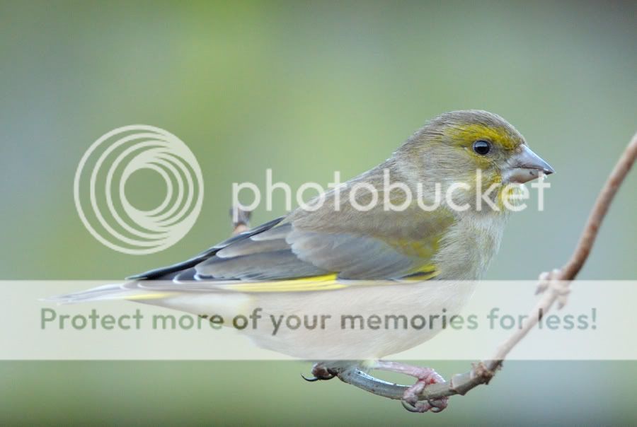 Fotografie