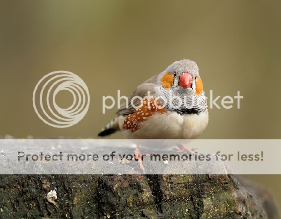 Fotografie