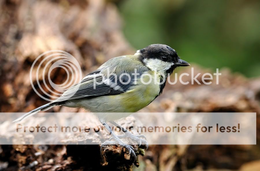 Fotografie